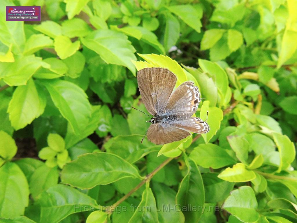 20130912bintan island-2_DSCN7051.JPG